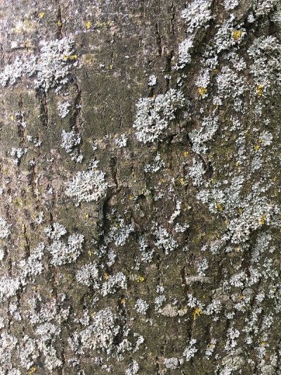 白蜡(Fraxinus excelsior)树- 2018年5月