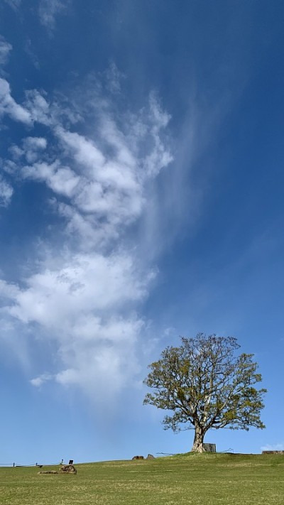 天空和树