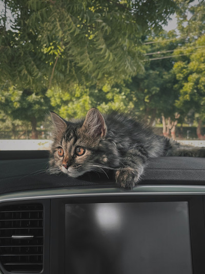 可爱的猫坐在汽车仪表盘和看到的门镜。