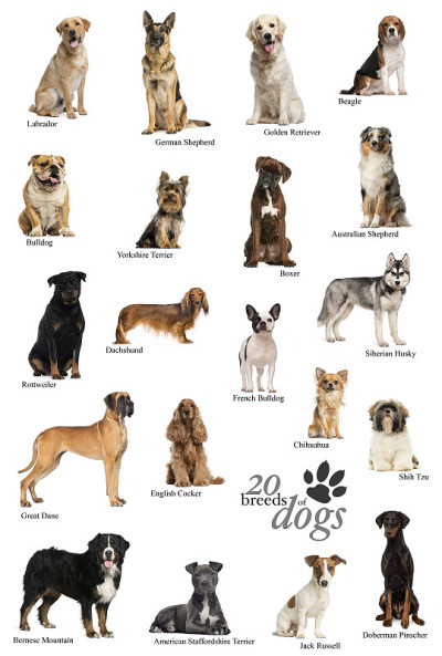 犬种英文海报