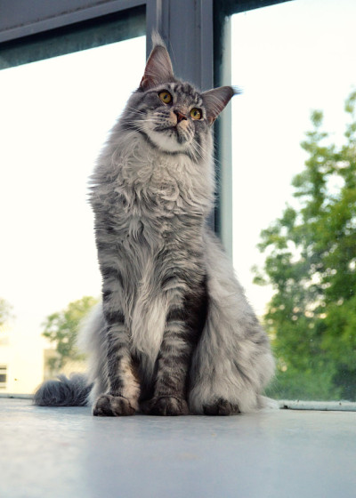 缅因银猫