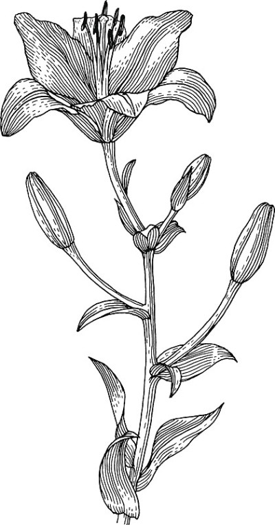 花
