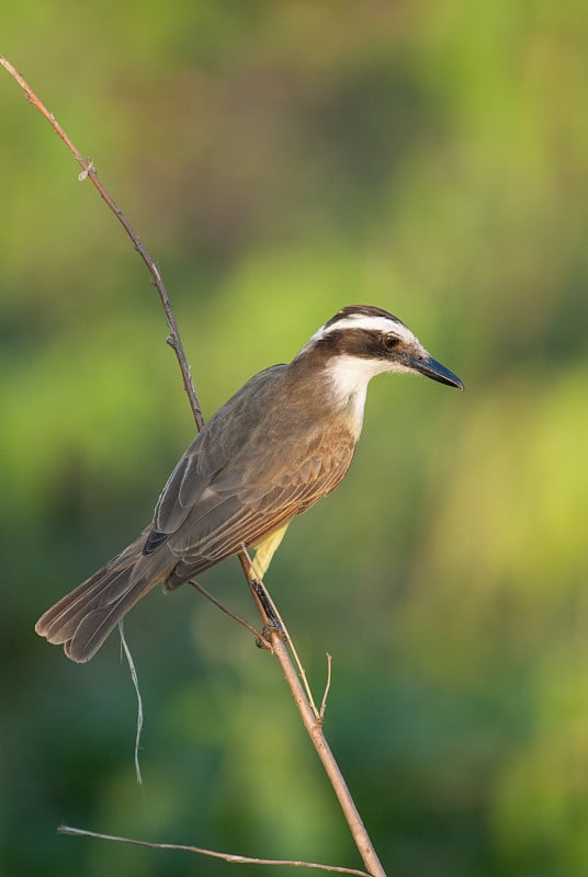 大kiskadee, pitangus suluratus