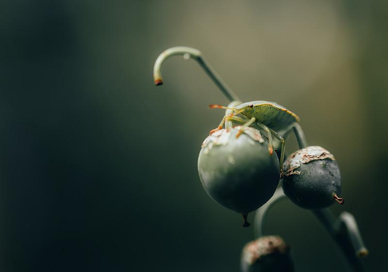 南方的绿臭虫、绿植坐在森林里的植物上，微调拍摄