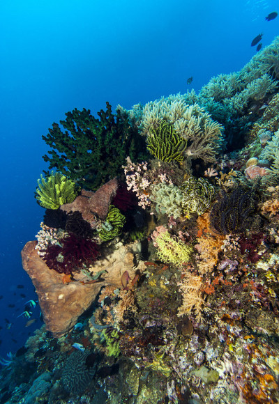 Bunaken国家海洋公园珊瑚礁