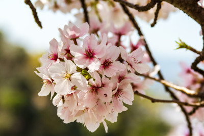 日本京都的樱花