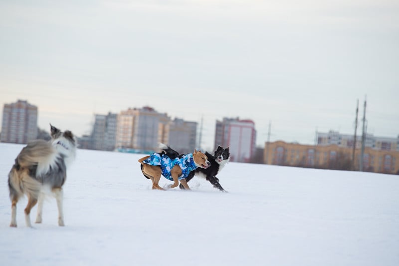 斯塔福德郡梗、比特犬和边境牧羊犬在乡间的雪地上散步