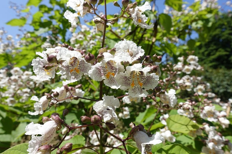 六月，梓树开满了白花