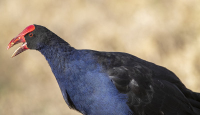 南方沼泽地(Porphyrio melanotus)