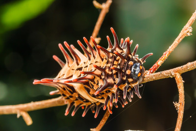 卡特彼勒黄金birdwing
