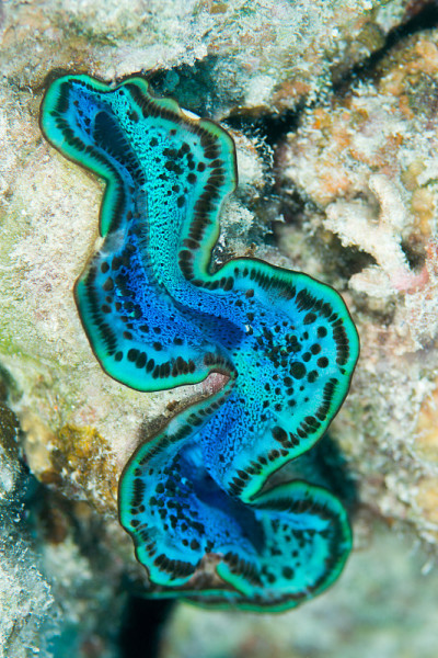 蓝色的海葵