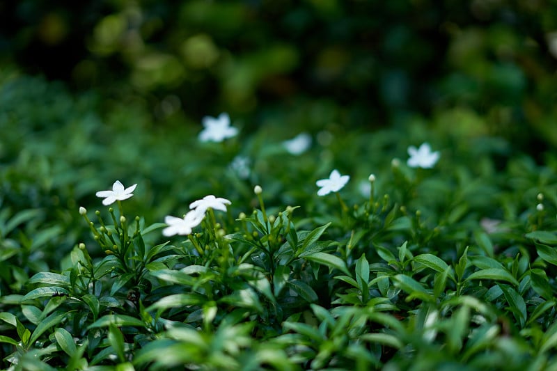 白色的茉莉花在天然的绿色背景下