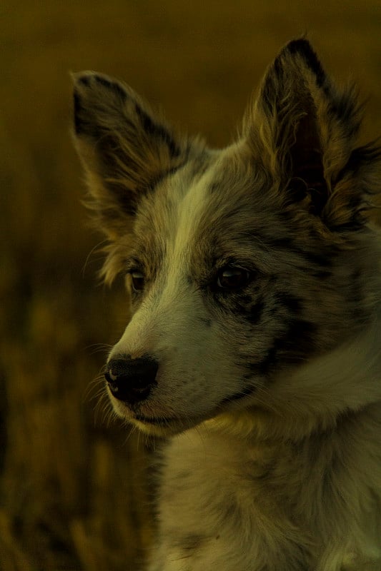 蓝山鸟色边境牧羊犬小狗可爱