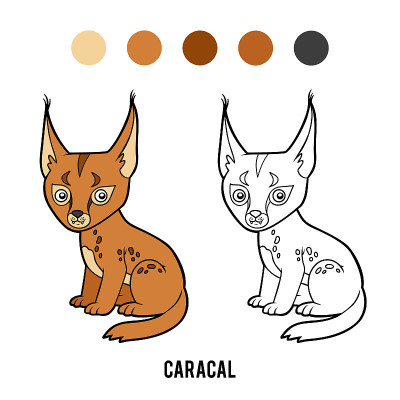 儿童涂色书，Caracal