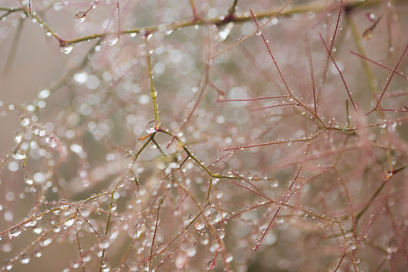 欧洲烟树(黄栌Cotinus coggygria)花大