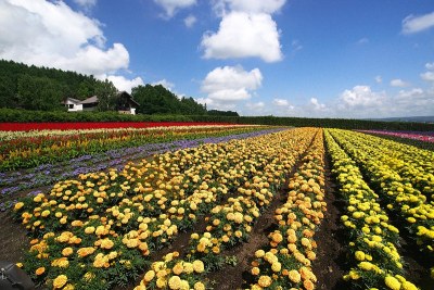 耕种富田的花园