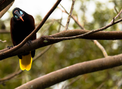 哥斯达黎加的Montezuma Oropendola，自然栖息地