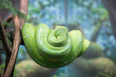 青树Python