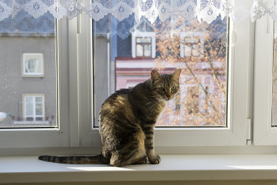 家虎猫坐在窗台上，眼神接触