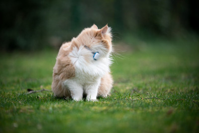 猫有风的