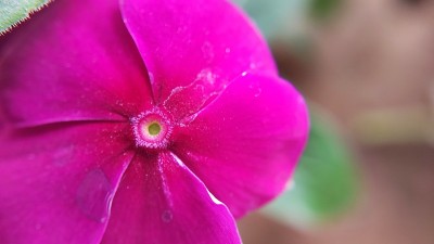 近景长春花粉花头拍摄