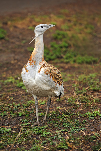 大鸨