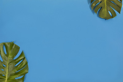 棕榈纸