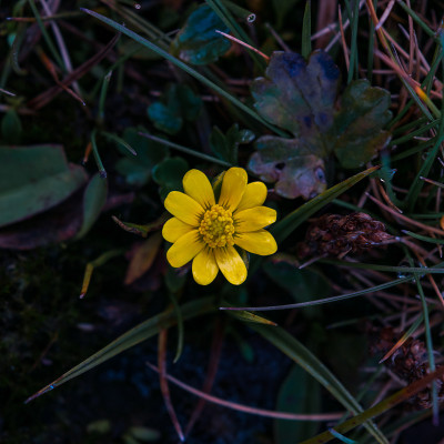 美丽的小黄花