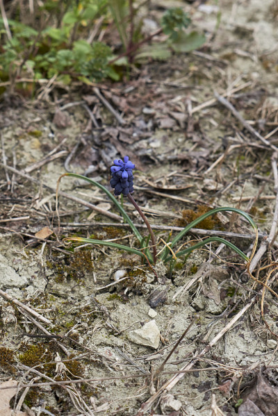 Muscari neglectum