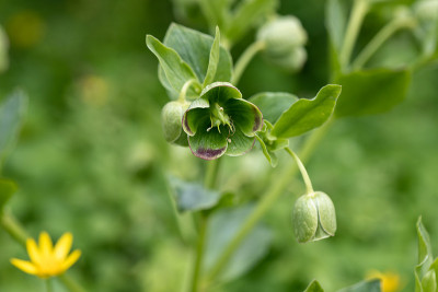 春天，Helleborus foetidus在花园里生长开花