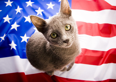 猫