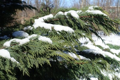 奥福德港的雪松树枝在冬天被雪覆盖