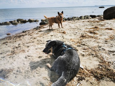 海滩上的澳大利亚牧牛犬