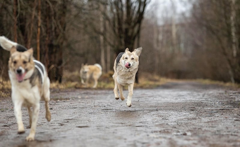 两只狗在户外，友谊，关系，在一起。牧羊犬和莱卡犬的杂交品种