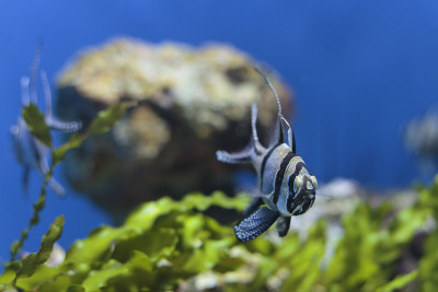 Banggai cardinalfish