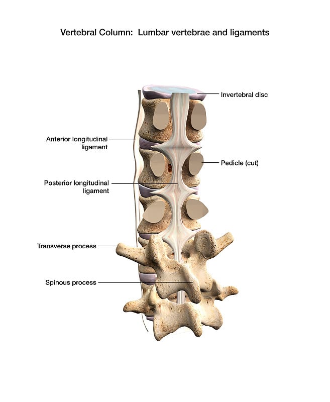 人类脊柱韧带，腰椎柱(白色背景)