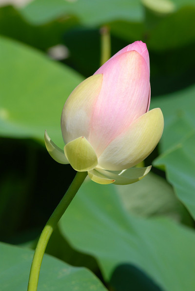 圣莲花蕾