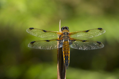 四斑蜻蜓(Libellula quadrimaculata)