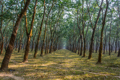 Madhupur的橡胶花园覆盖着冬雾，Tangail