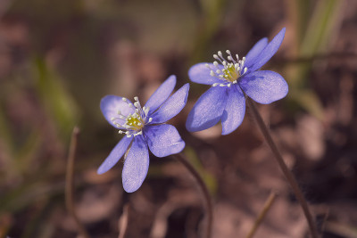 hepatica