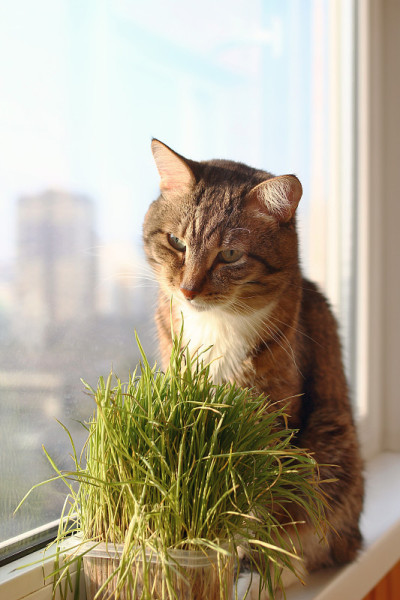 棕色和白色的虎斑猫的肖像靠近窗户和宠物草。