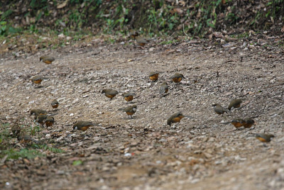 White-throated Laughingthrush