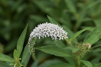 鹅颈式珍珠菜的花