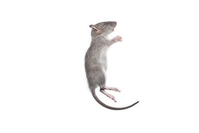 死老鼠