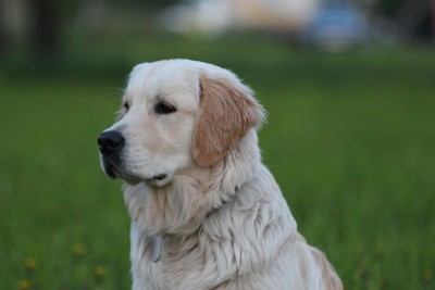 户外金毛寻回犬。在公园里散步。