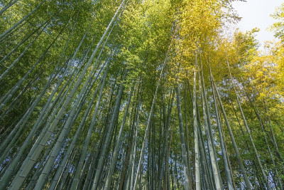 岚山的竹林