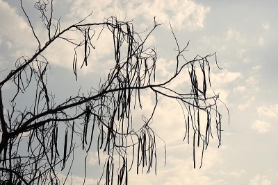 鼓槌树与天空