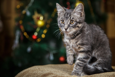 可爱的小灰猫望向一边，举起爪子放在圣诞的背景上