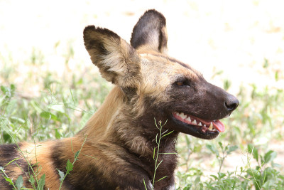 非洲野犬