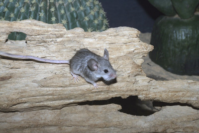 鼠状仓鼠，Calomyscus mystax